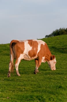 Brown and white cow on a green grassy hill eating grass
