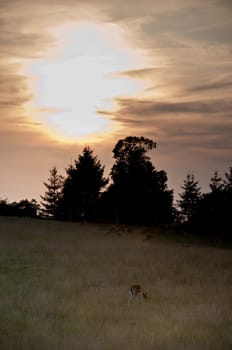 Lone deer in a field in sundown