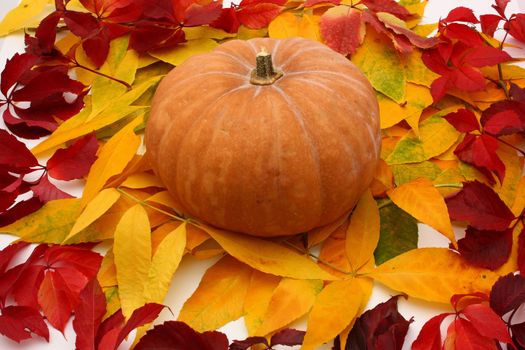 Halloween pumkin in colorful leaves on white background
