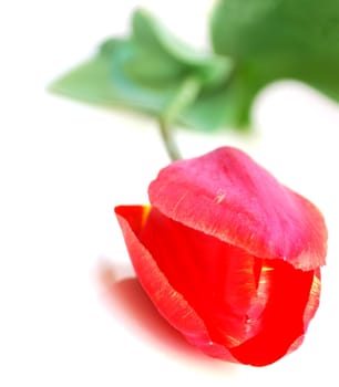 Isolated Red Tulip on White