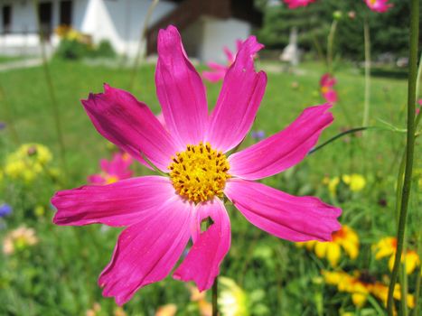 Flowers in Dolomites Mountains in Italy