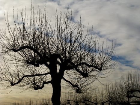 Silhouette of a Tree against Stormy Skies Background.