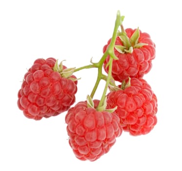 branch of ripe raspberries, isolated on white