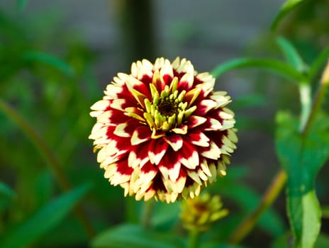 close-up duhlia flower, little tiger sort