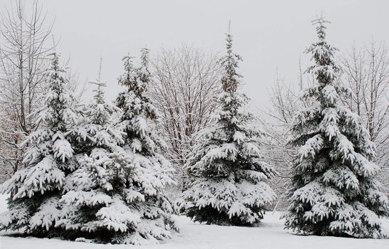 winter fir trees covered with snow