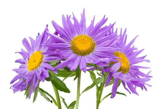 close-up three violet asters, isolated on white