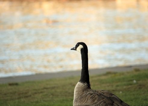 Goose watching the sunset across the water. The waves reflect the beautiful light across the ripples.