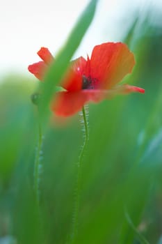 Closeup of a single poppy with detail. Behind is a meadow full of more soft focus green grass.