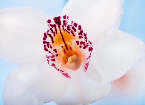 White orchid flower on blue background.