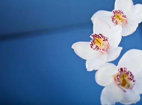 White orchids flower on blue background.