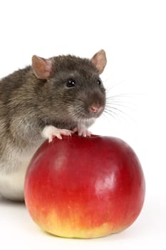 The big grey rat and apples

