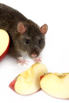 The big grey rat and apples

