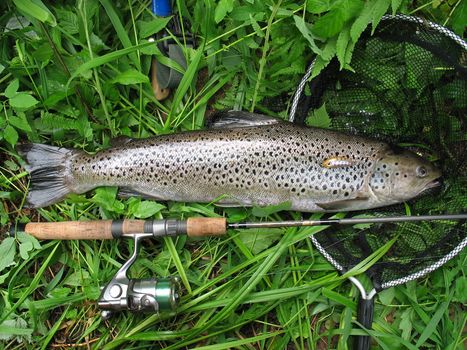 The huge trout caught in the little creek.  Caught in the vicinity of St. Petersburg