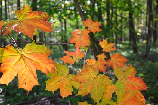 Maple autumn leaves in wood shined with the sun and removed close up