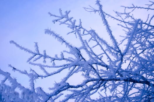 Winter branches of a tree in hoarfrost removed from optical filter application