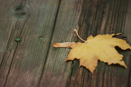 Maple autumn sheet on old boards removed close up