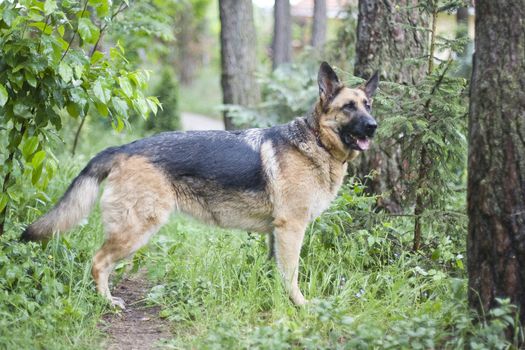 German sheepdog is watching the house of his master