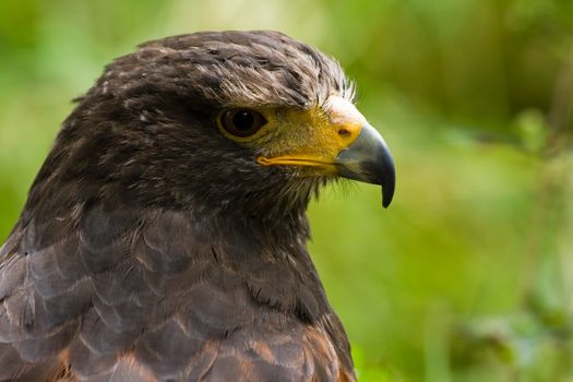 Portrait of Harris hawk in side angle view - horizontal image