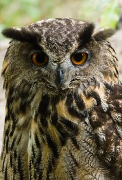 Female eagle owl sitting and looking - vertical image