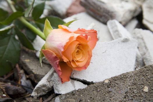 beautiful rose on the rubber - ecology symbol