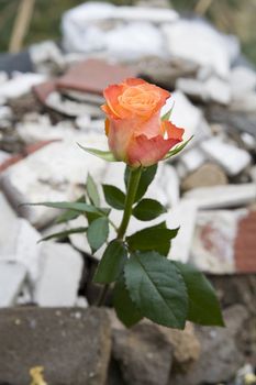 beautiful rose on the rubber - ecology symbol - bigger depth of field