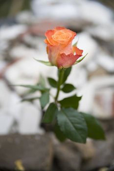 beautiful rose on the rubber - ecology symbol - small depth of field