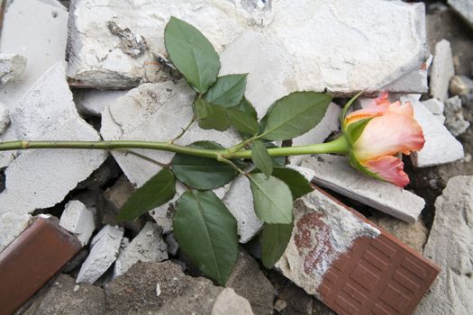 beautiful rose on the rubber - ecology symbol