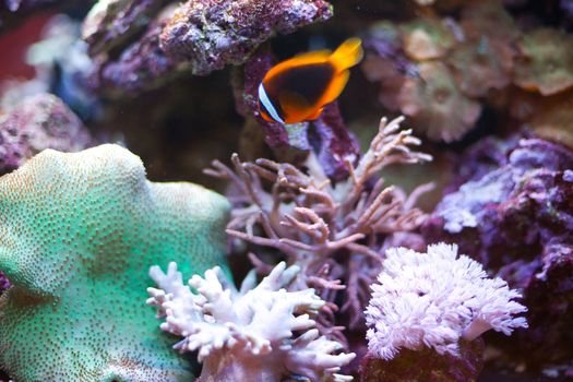 tropical fish - photo taken from oceanarium, Cinnamon Clownfish
Amphiprion melanopus