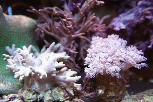 tropical world - photo taken from oceanarium, Sinularia asterolobata, Sinularia, xenia blue