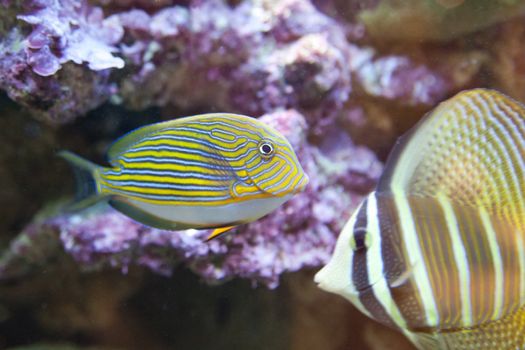 tropical fish - Acanthurus sohal