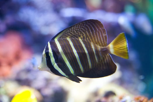 tropical fish - Zebrasoma desjardini