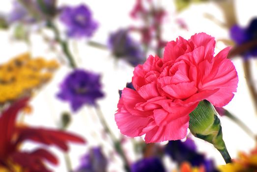 An open pink carnation in focus with more flowers behind it out of focus