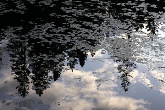 Cedar trees reflecting in a pond, in Algonquin Park, Ontario, Canada.