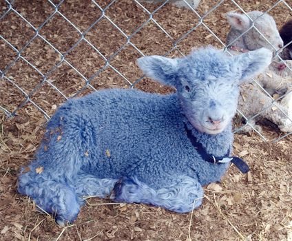 Blue lamb with collar in a pen     