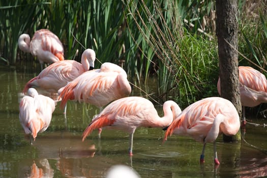 pack of flamingos - zoo in Poznan