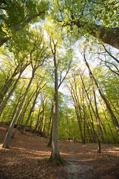 forest path - photo taken by ultra wide angle at 12mm