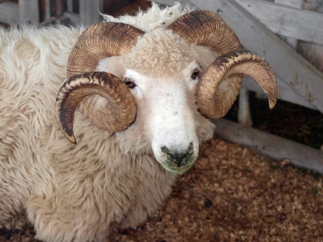 New Zealand Bred Drysdale Ram with Horns  