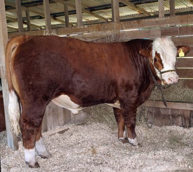 Hereford Bull tied in a stall      