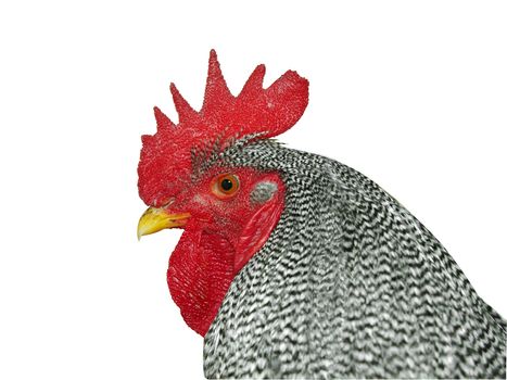 Plymouth Rock Rooster isolated with clipping path 
     