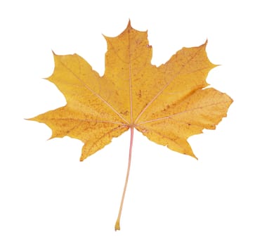 yellow maple leaf isolated on white background                               