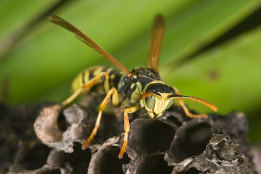 A wasp Polistes bischoffi ( Weyrauch, 1937 ) of threatening aspect