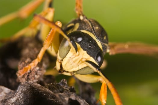 A wasp Polistes bischoffi ( Weyrauch, 1937 ) of threatening aspect