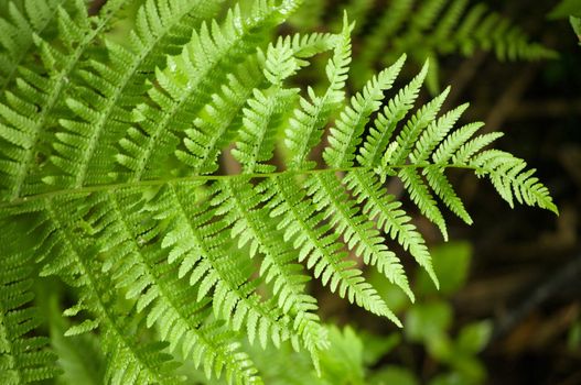 wallpaper background of one green fern frond