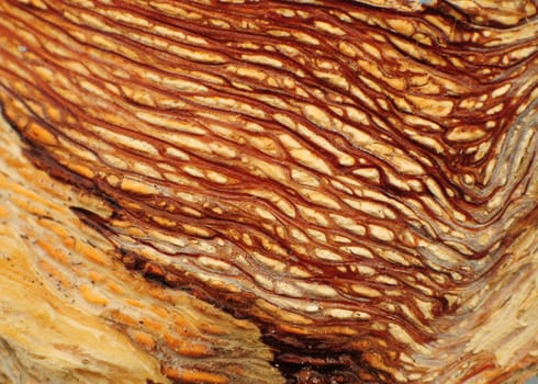 closeup of interesting texture caused by worms burrowing under bark in wood with crystallized sap