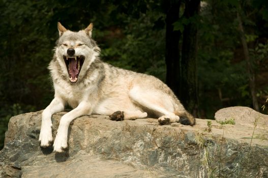 great plains  wolf yawning while resting on rock in sun