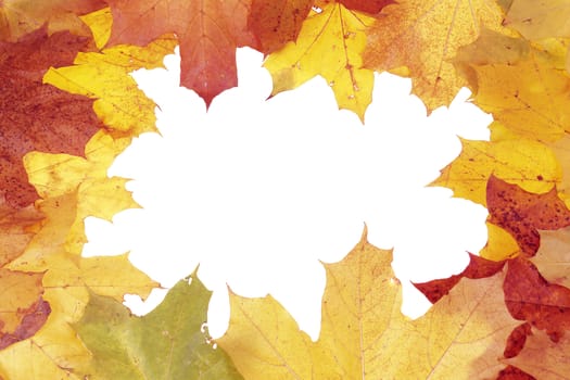 Framework for photos from multi-coloured maple leaves                               