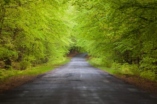 old road in the tree tunnel - Poland