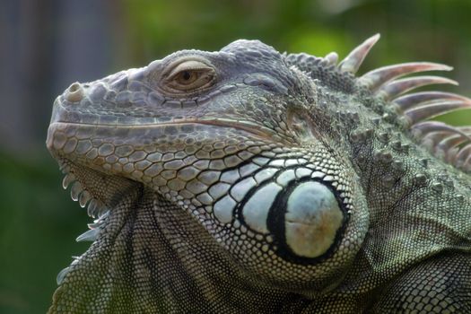 Iguana in Zurich Zoo (Switzerland)