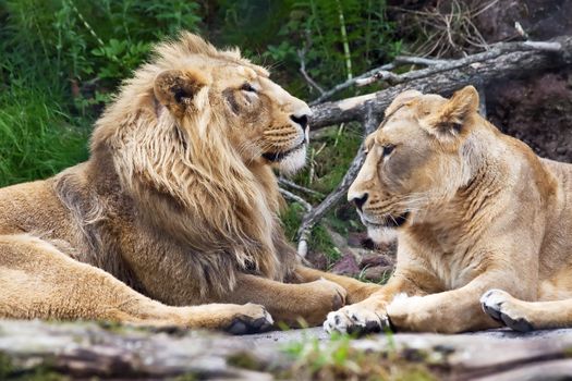 Lion family in the Zurich Zoo