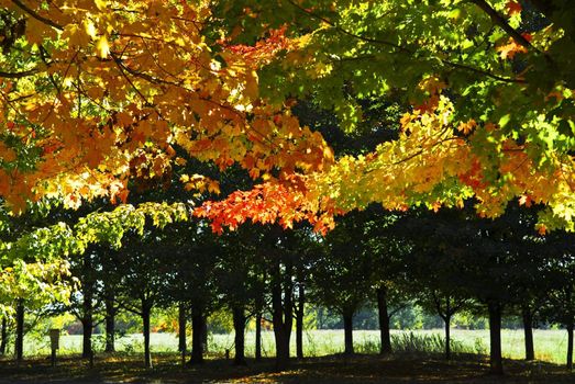 Branches of colorful autumn maple trees in fall park